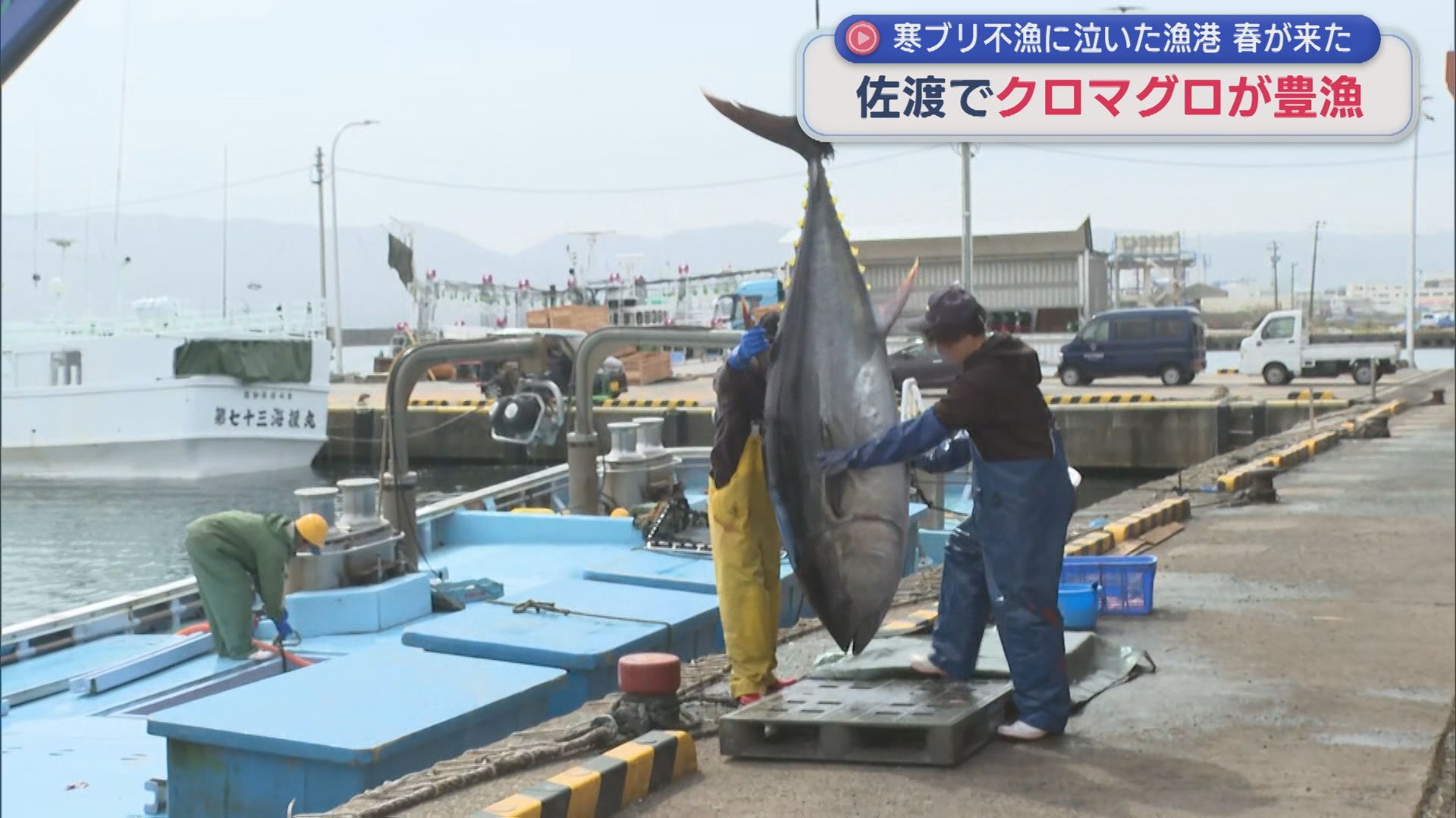 漁港に春が来た！200kg近くも！佐渡で「クロマグロ」が豊漁【新潟】