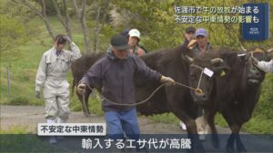 冬を乗り越え･･･佐渡市で牛の放牧始まる、不安定な中東情勢の影響で「エサ代」高騰【新潟】 2026年04月24日(金)