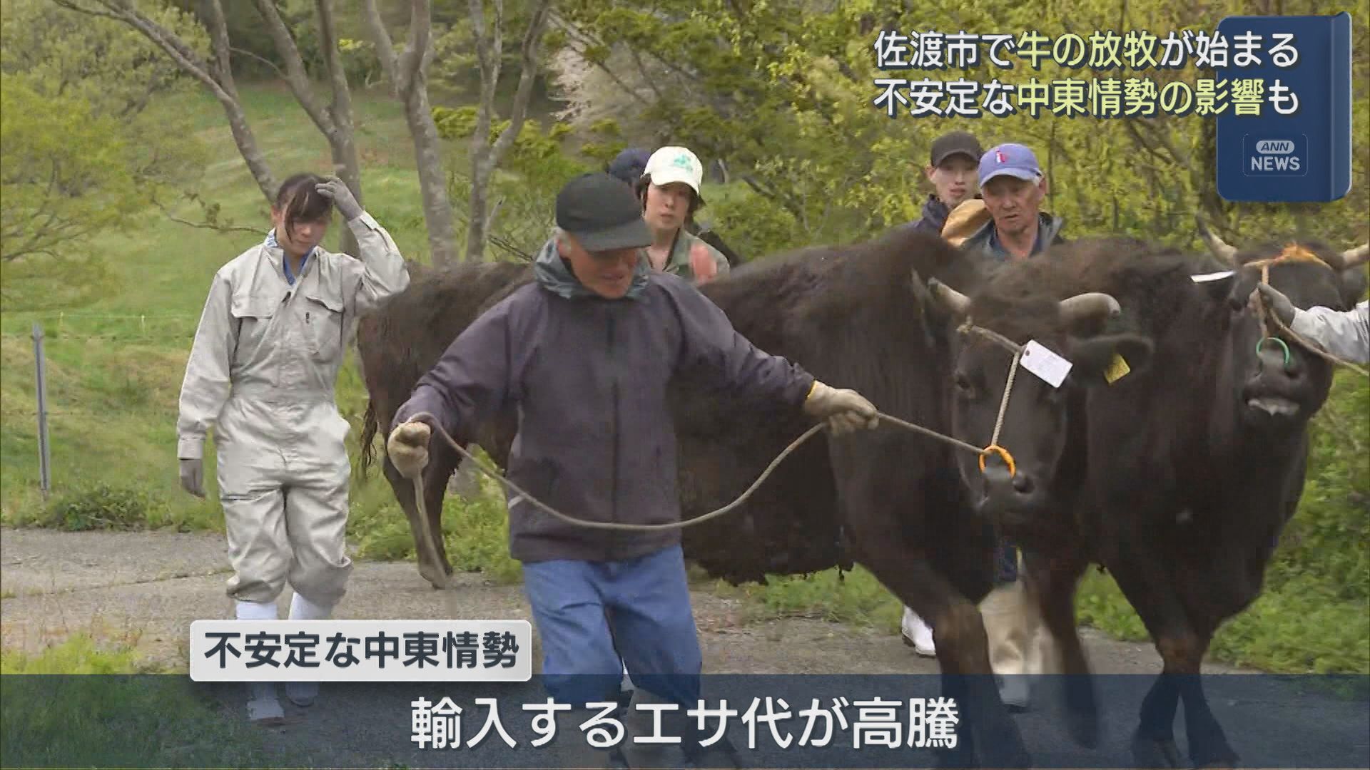 冬を乗り越え･･･佐渡市で牛の放牧始まる、不安定な中東情勢の影響で「エサ代」高騰【新潟】 2026年04月24日(金)