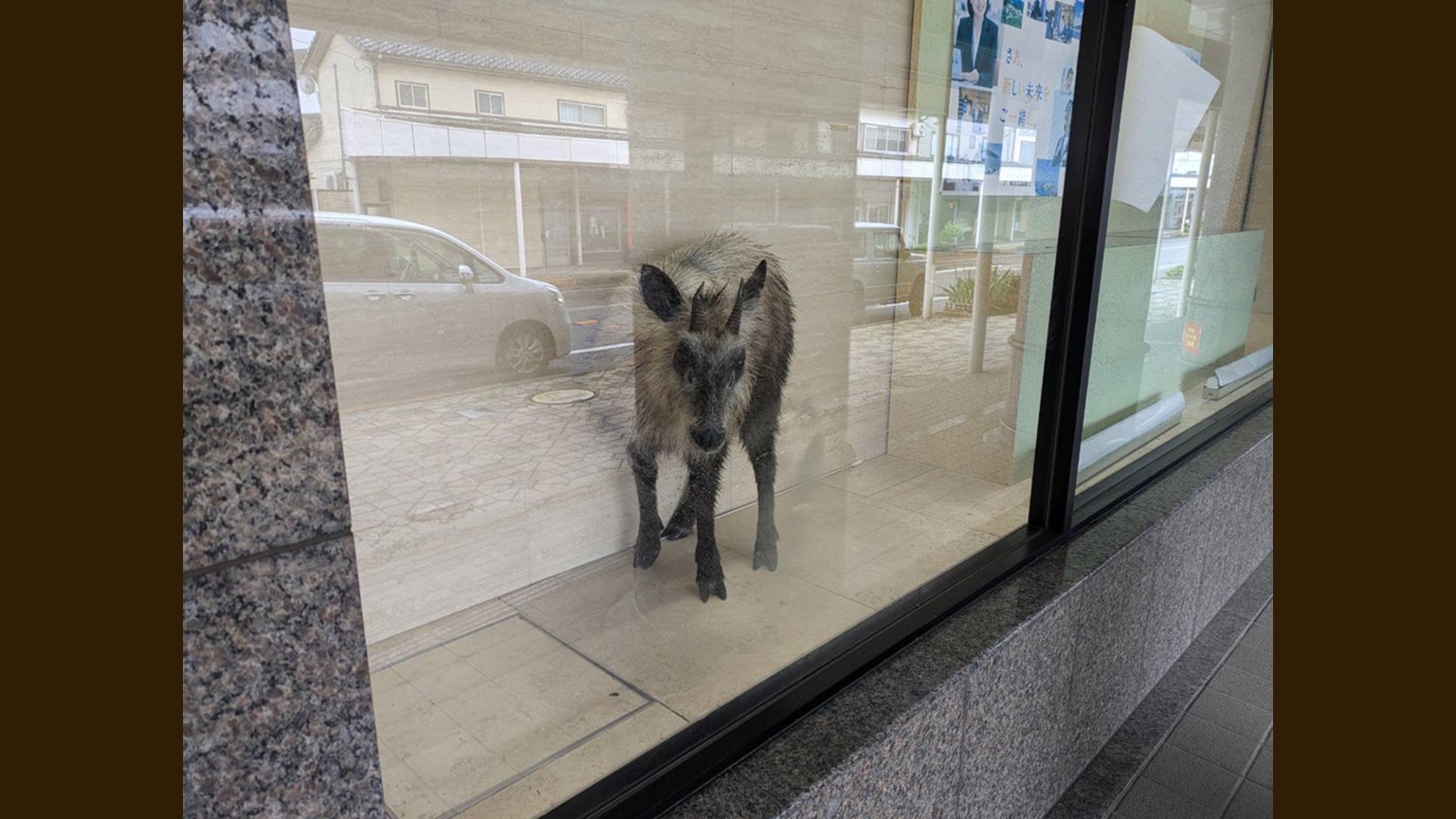 【速報】カモシカが市街地に現れ銀行に侵入 吹き矢による麻酔で眠らせ捕獲 ケガ人なし【新潟・柏崎市】