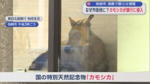 市街地になぜ？国の天然記念物「カモシカ」が銀行に侵入【新潟･柏崎市】 2026年04月27日(月)