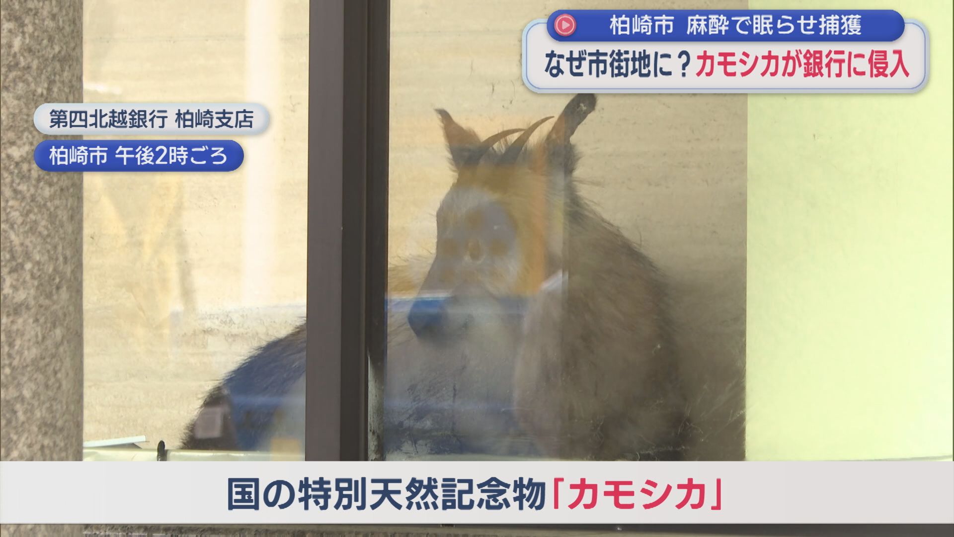 市街地になぜ？国の天然記念物「カモシカ」が銀行に侵入【新潟･柏崎市】