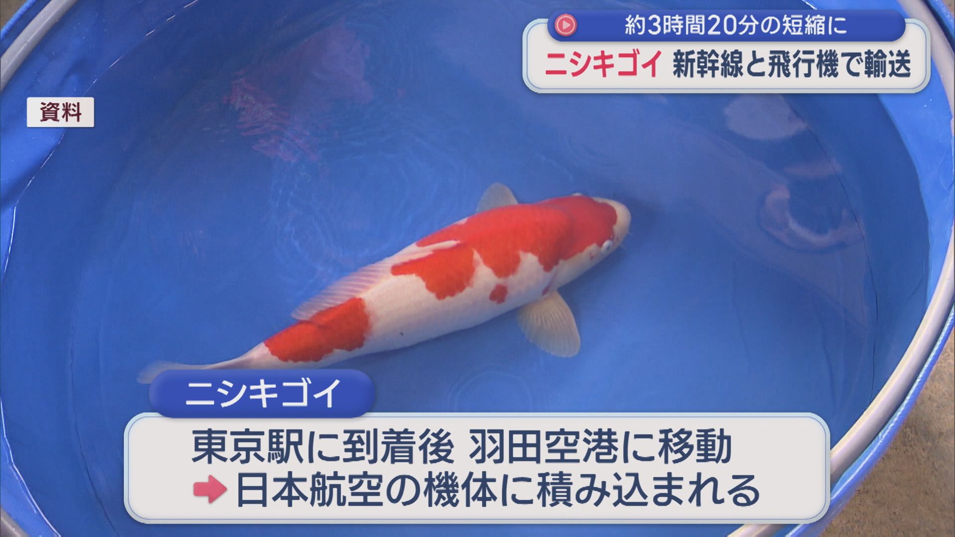 新幹線と飛行機で「ニシキゴイ」輸送、約3時間20分の短縮に【新潟】
