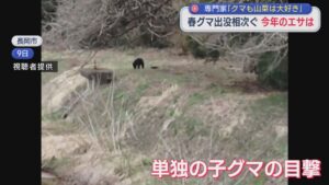 春グマの出没相次ぐ「クマも山菜は大好き」専門家の調査に同行 今年のエサは【新潟】 2026年04月30日(木)