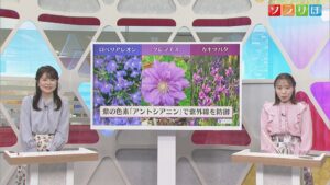 7日も気温上昇「夏日に」紫外線が強まる時期に多く咲く花の色は？【気象予報士が解説｜新潟】 2026年05月06日(水)