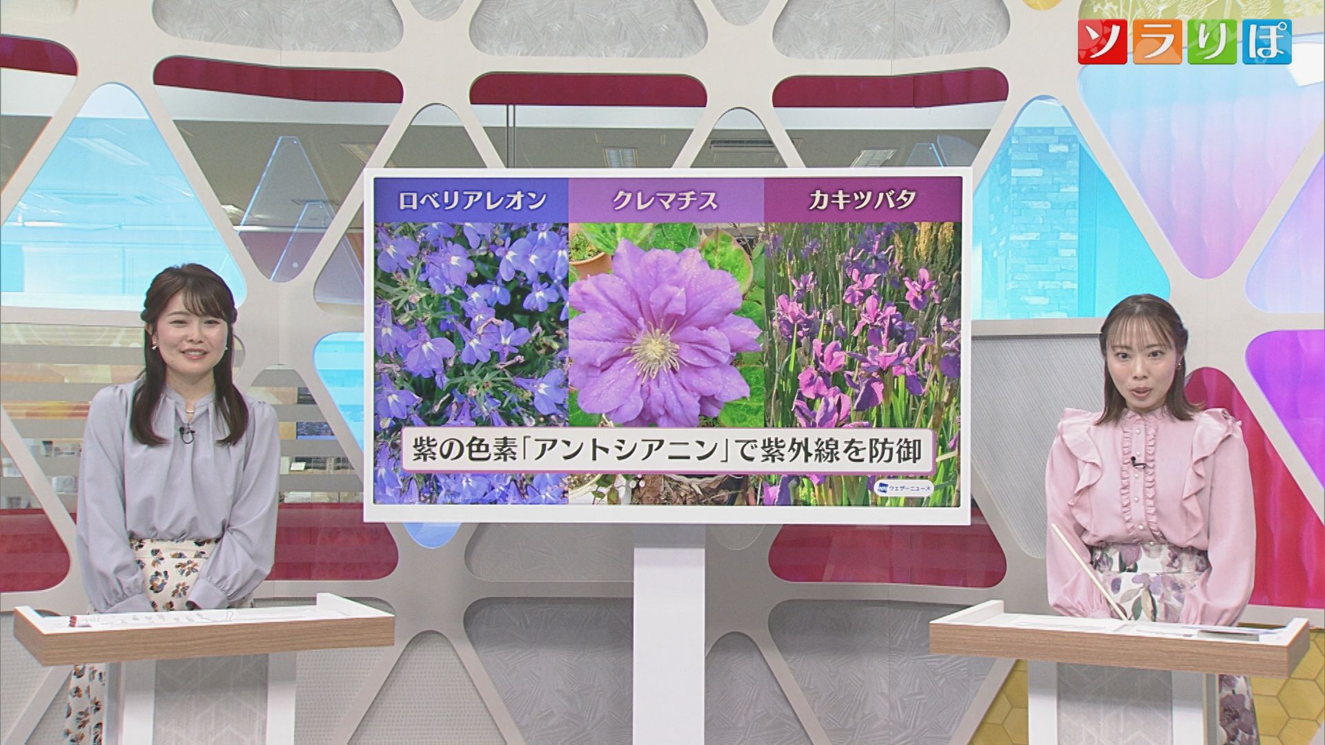 7日も気温上昇「夏日に」紫外線が強まる時期に多く咲く花の色は？【気象予報士が解説｜新潟】