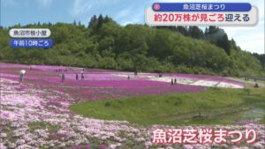 緑の山々と色とりどりの芝桜コラボ！約20万株の芝桜が見ごろ【新潟･魚沼市】 2026年05月06日(水)