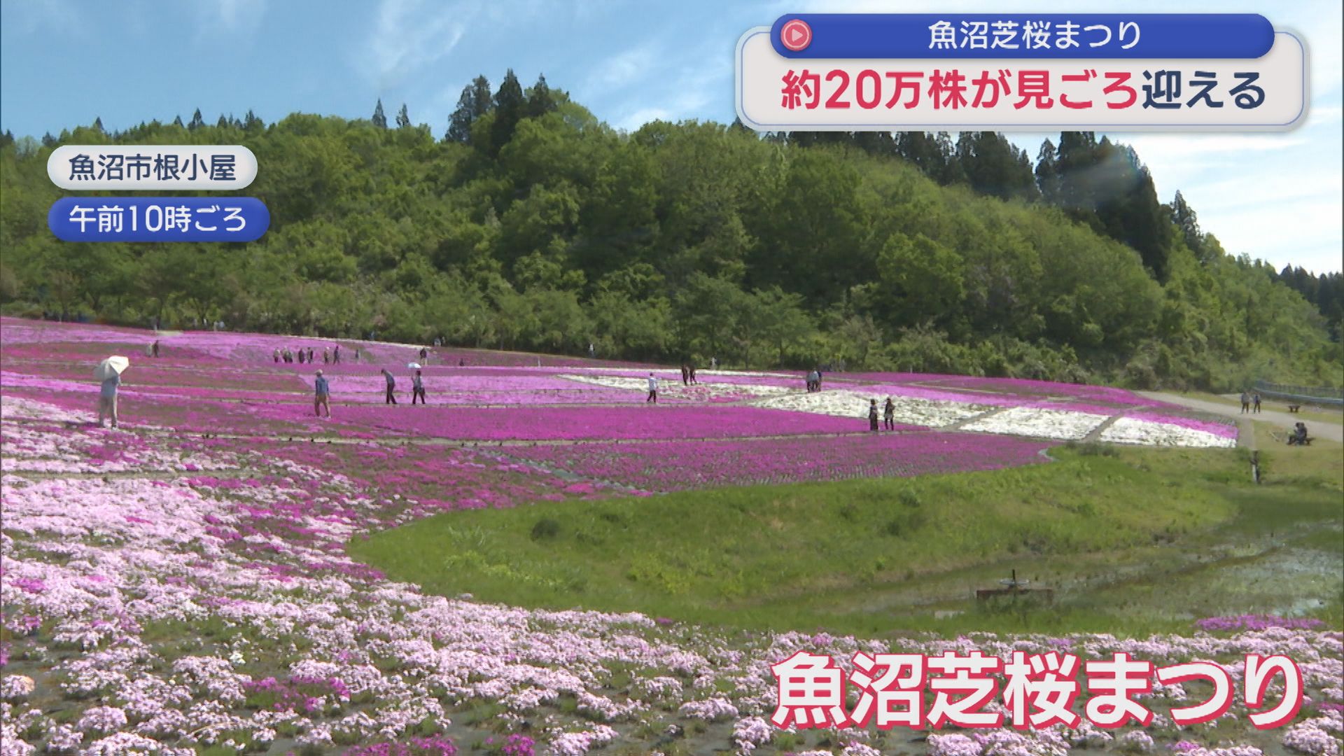 緑の山々と色とりどりの芝桜コラボ！約20万株の芝桜が見ごろ【新潟･魚沼市】