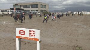 亀田製菓　新入社員約50人が田植えに挑戦【新潟】 2026年05月10日(日)