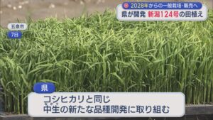 県が開発したコメ「新潟124号」の田植え始まる 2028年からの販売目指す【新潟】 2026年05月11日(月)