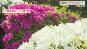 3500株のツツジが見ごろ！親子三代に渡って管理されてきた個人庭園がこの時期の名所に【新潟･糸魚川市】 2026年05月12日(火)