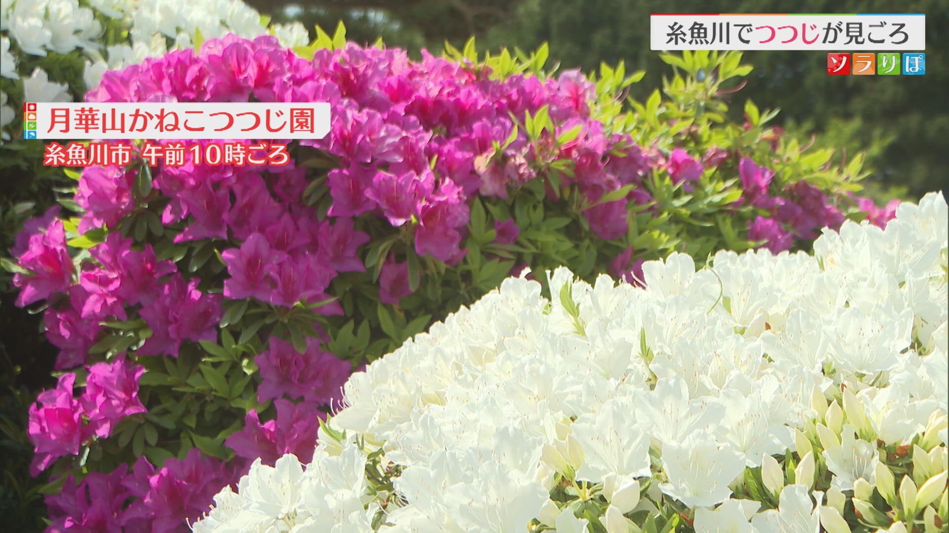 3500株のツツジが見ごろ！親子三代に渡って管理されてきた個人庭園がこの時期の名所に【新潟･糸魚川市】