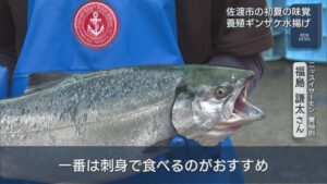 初夏の味覚・養殖ギンザケ水揚げ始まる「佐渡サーモン」として出荷【新潟･佐渡市】 2026年05月12日(火)