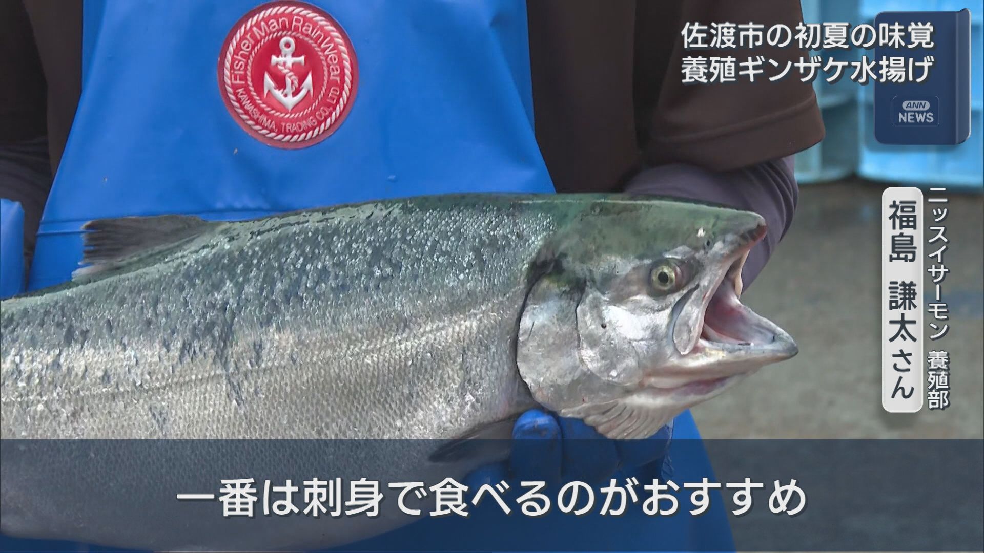 初夏の味覚・養殖ギンザケ水揚げ始まる「佐渡サーモン」として出荷【新潟･佐渡市】