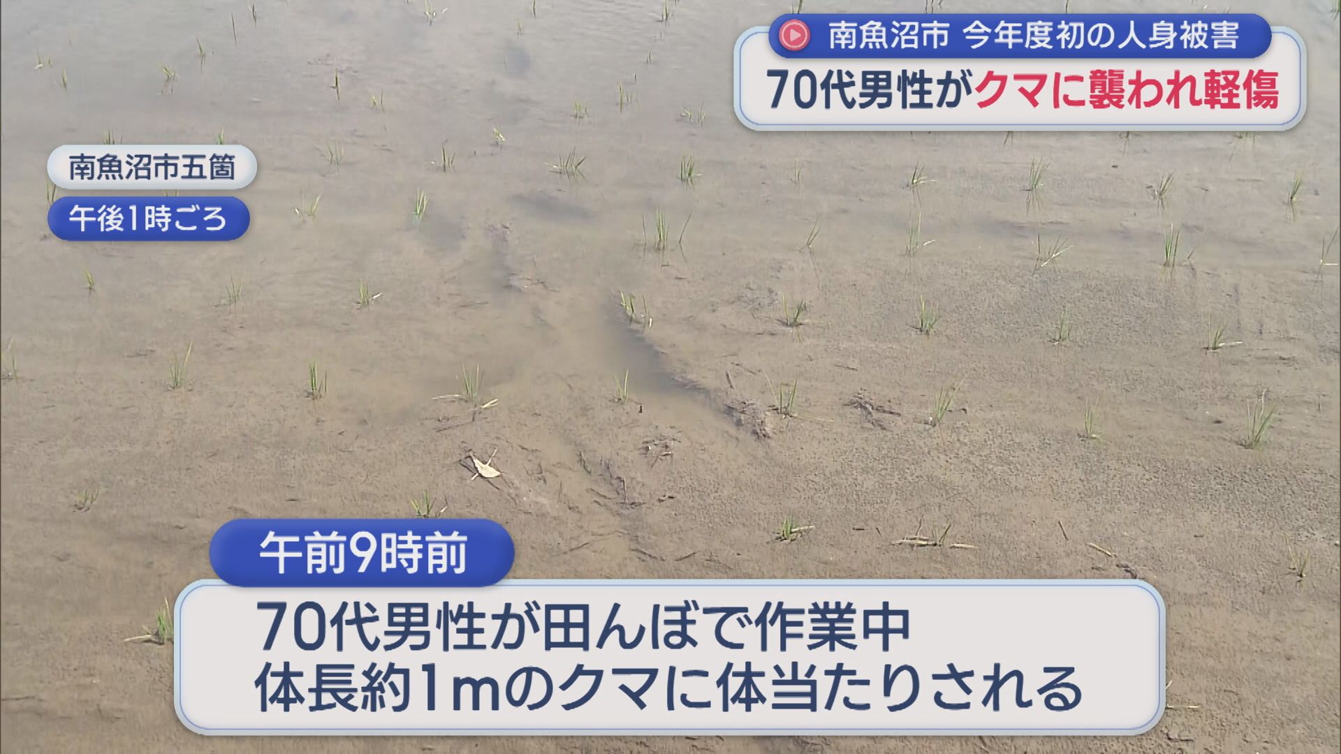 【クマ被害】体長約1mのクマが体当たり 南魚沼市の70代男性が襲われケガ：今年度初の人身被害【新潟】 2026年05月19日(火)