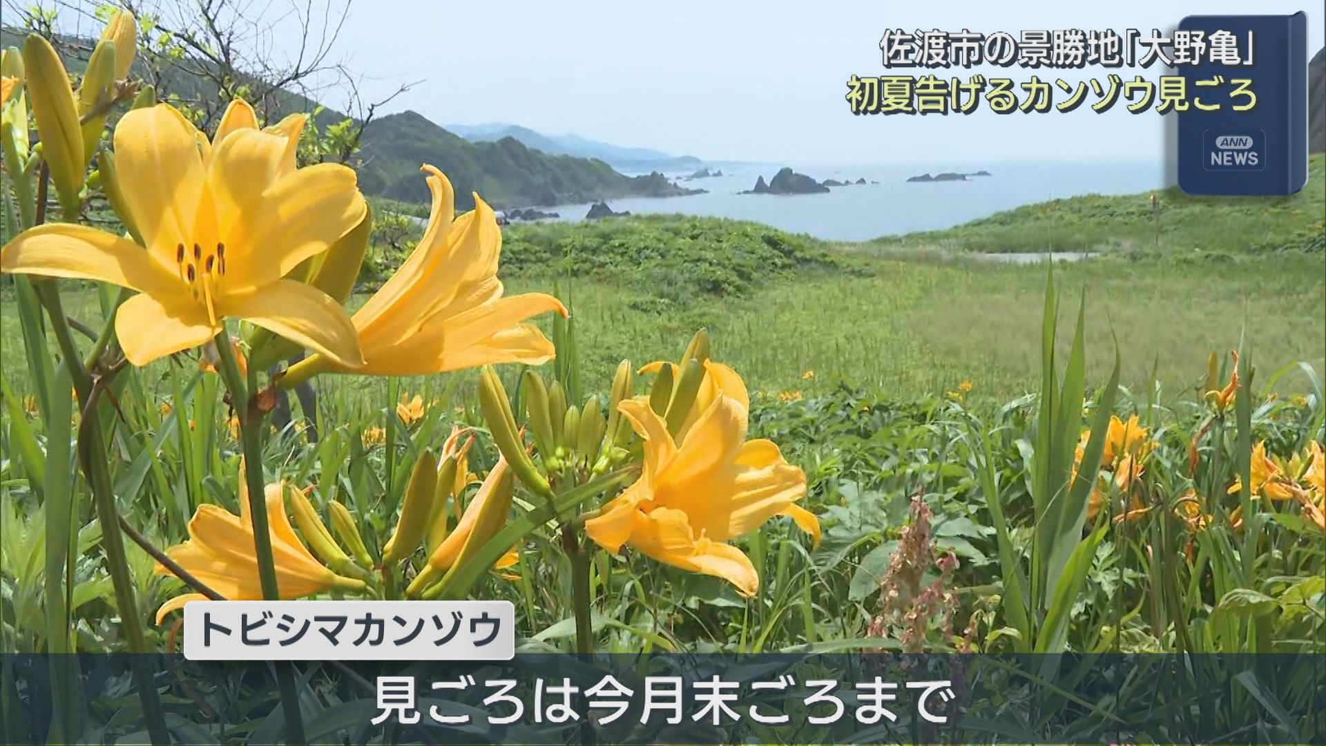 海を見下ろす広大な斜面に咲き誇る 初夏告げる「カンゾウ」の花が見ごろ【新潟】
