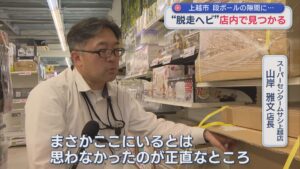 約1週間続いた逃走劇「まさかここにいるとは･･･」脱走ヘビが店内で見つかる【新潟･上越市】 2026年05月26日(火)