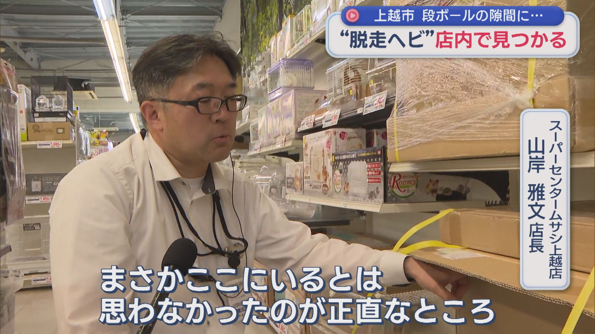 約1週間続いた逃走劇「まさかここにいるとは･･･」脱走ヘビが店内で見つかる【新潟･上越市】