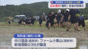 高校生が「幻の酒米」を田植え 授業で日本酒造りに挑む【新潟･見附市】 2026年05月27日(水)