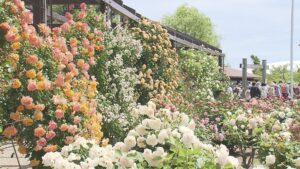 いくとぴあ食花 バラ園が見ごろに【新潟】 2026年05月23日(土)