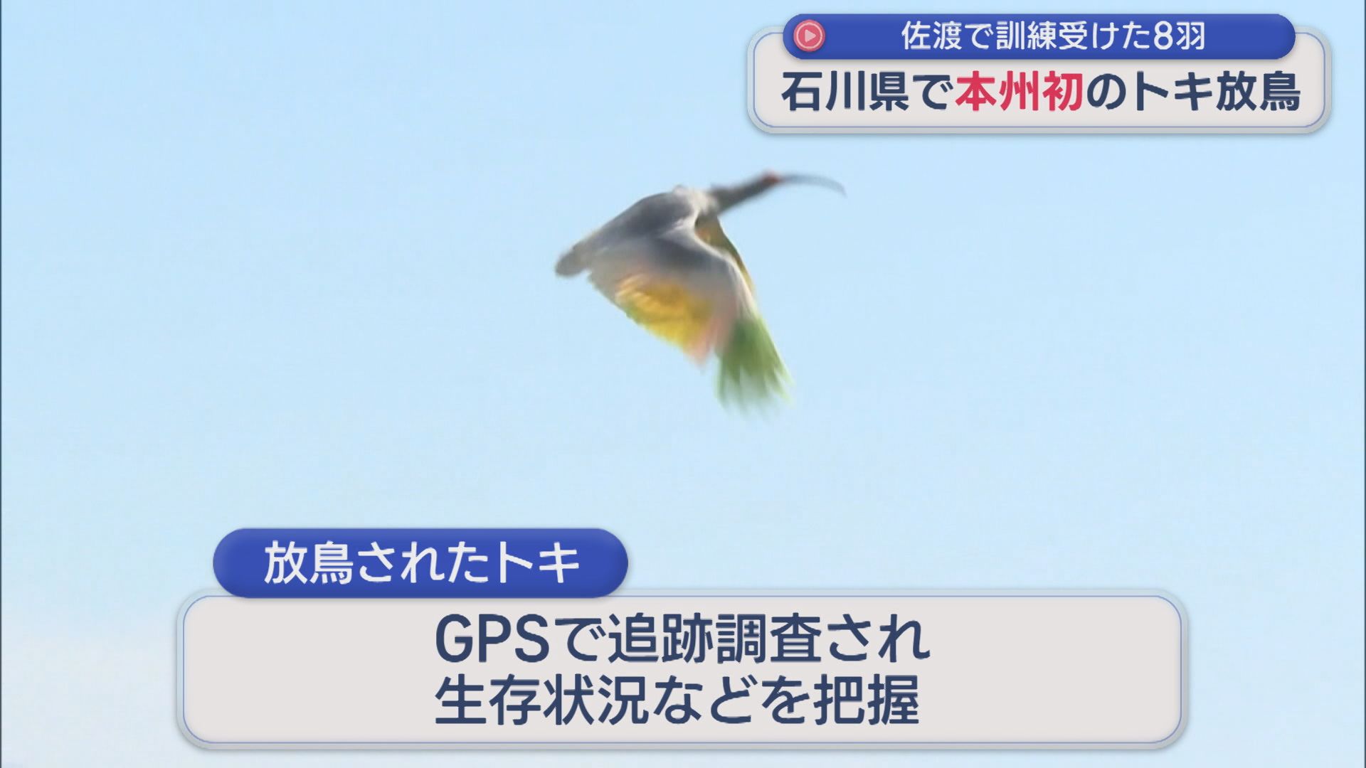 本州最後の生息地だった石川県で半世紀ぶり トキ8羽が大空へ「野生復帰にとって新しい第一歩」【新潟】