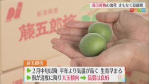 「藤五郎梅」の出荷がまもなくピーク 大玉傾向で品質良好【新潟】 2026年06月08日(月)