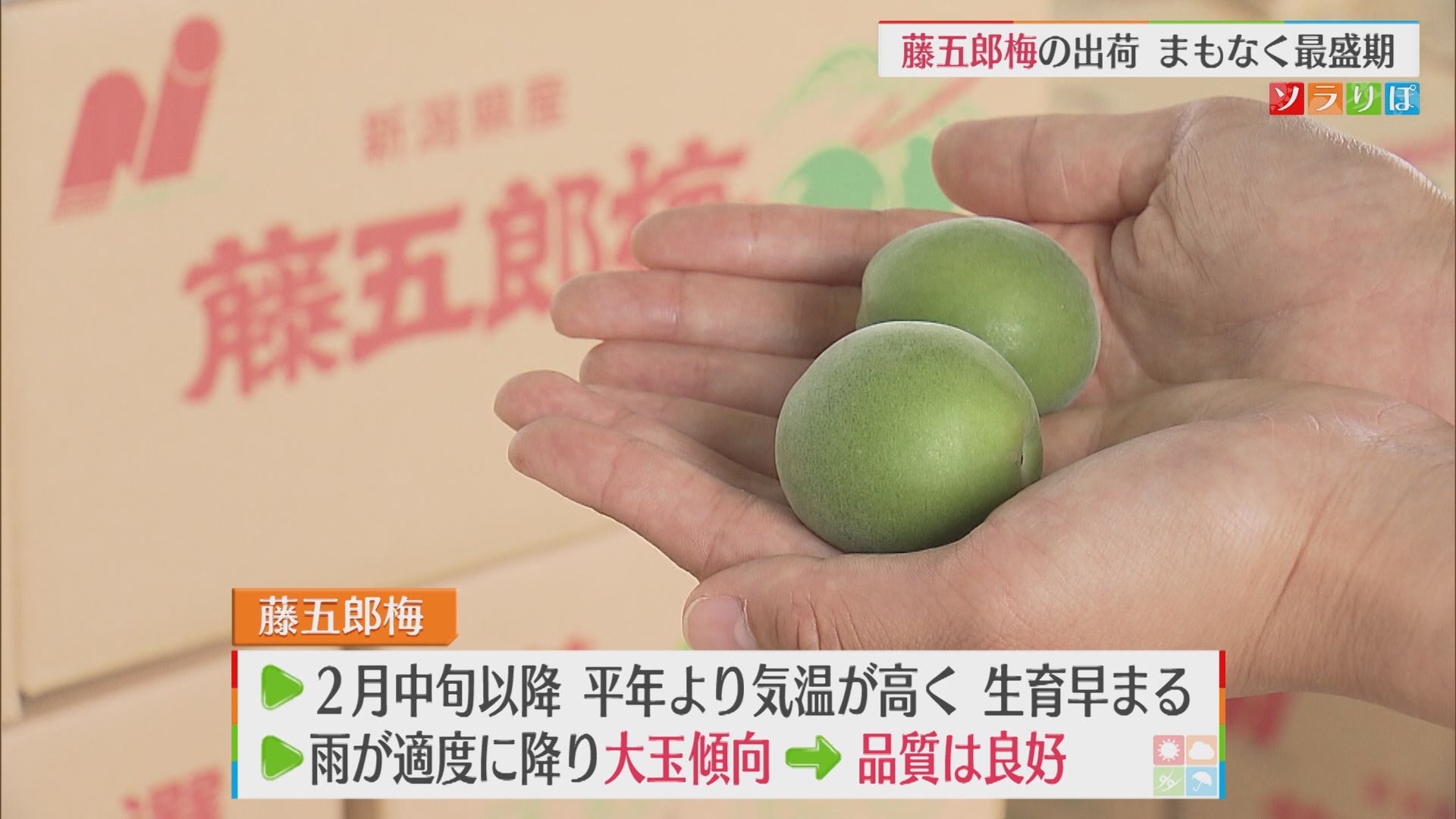 「藤五郎梅」の出荷がまもなくピーク 大玉傾向で品質良好【新潟】