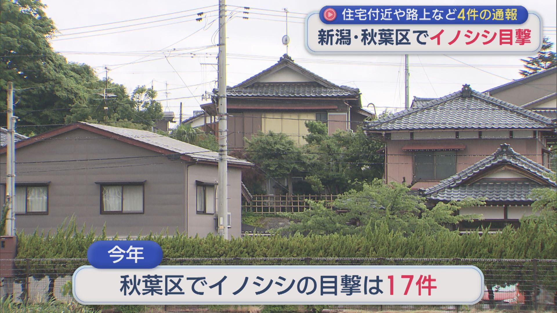 住宅付近や路上など4件の通報、新潟市秋葉区でイノシシの目撃相次ぐ【新潟】