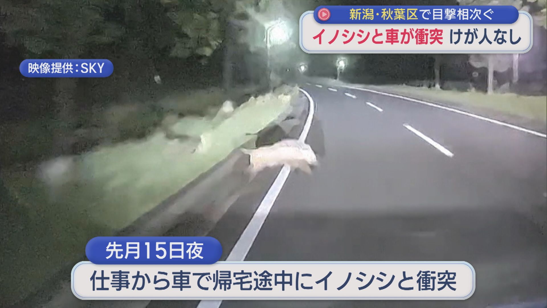 ドラレコが捉えたのは･･･イノシシ「ぶつかる位置が悪かったら･･･」車と衝突【新潟】 2026年06月10日(水)