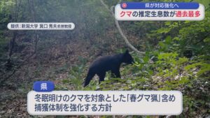中央値で8747頭 県がクマの推定生息数を公表、クマ対策強化へ【新潟】 2026年06月10日(水)