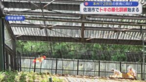 本州で2回目の放鳥に向け 佐渡市でトキ12羽の順化訓練始まる【新潟】 2026年06月25日(木)