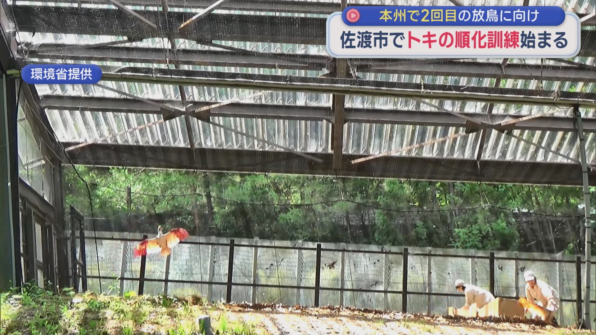 本州で2回目の放鳥に向け 佐渡市でトキ12羽の順化訓練始まる【新潟】