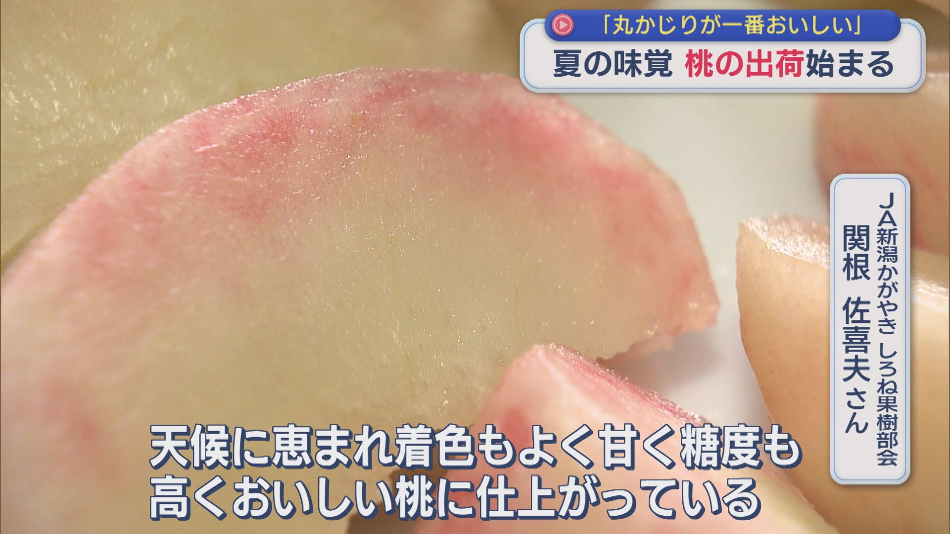 「丸かじりが一番おいしい」夏の味覚〝モモ〟の出荷始まる【新潟】