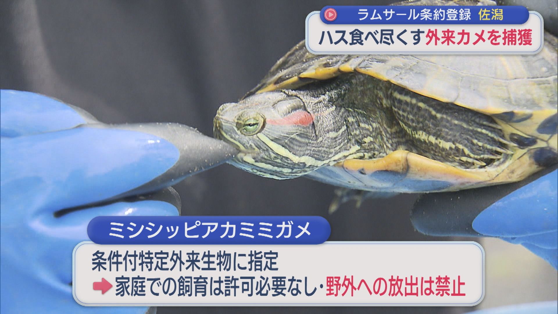 なぜ「外来のカメ」が･･･ハス食べ尽くし激減、カメ捕獲作業の取り組み【新潟】