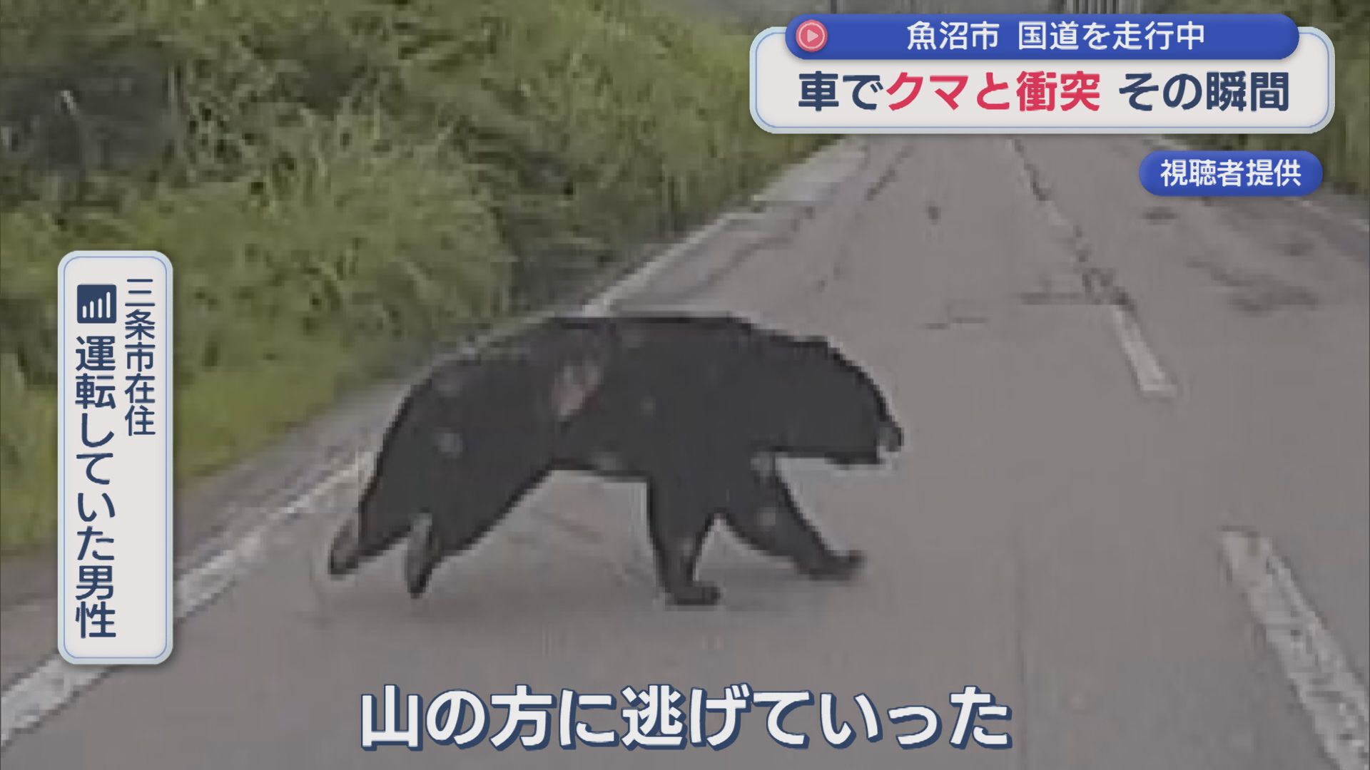 草むらから･･･クマ「やばい当たる」車でクマと衝突、ドラレコが捉えたその瞬間【新潟・魚沼市】