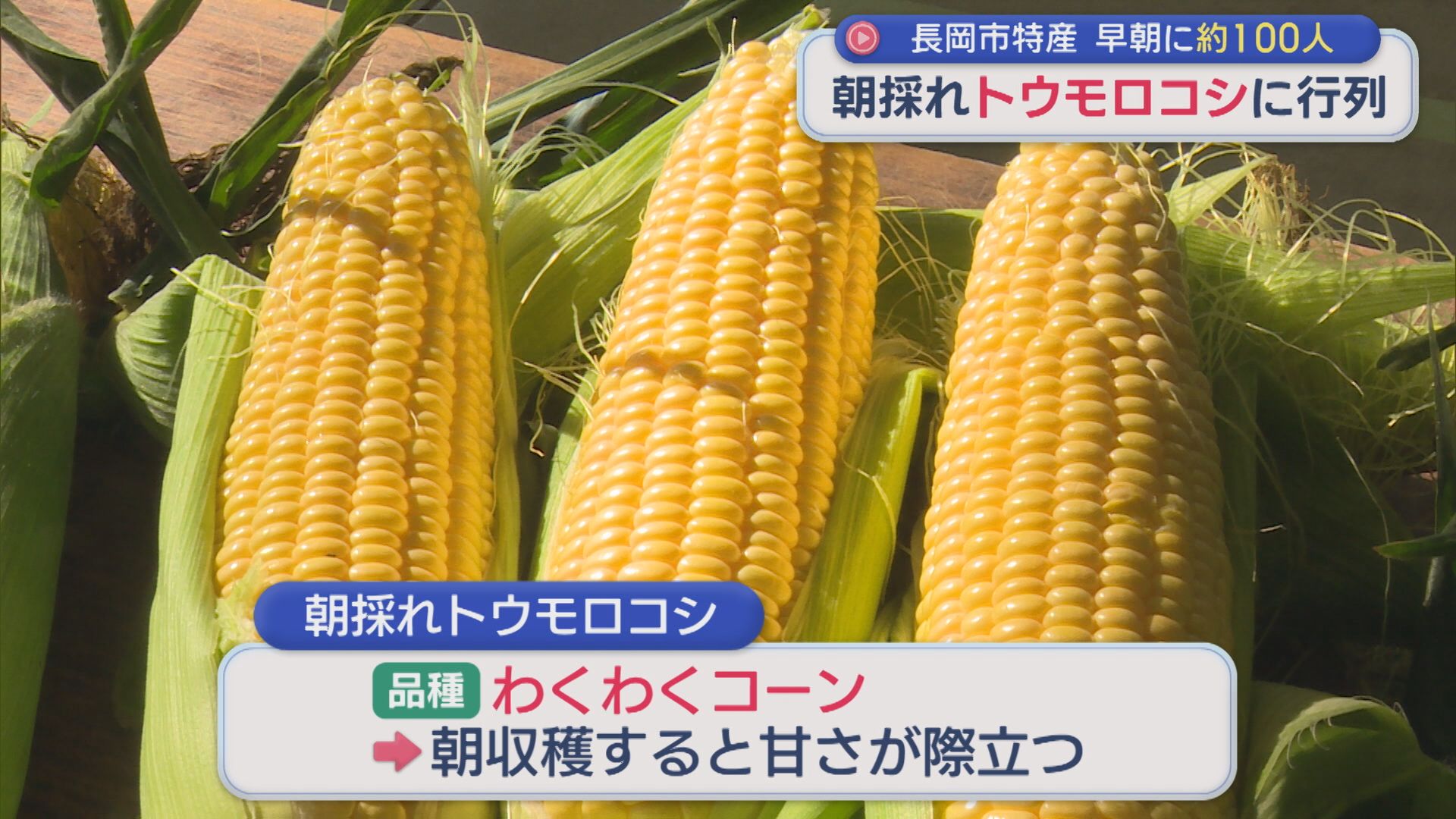 早朝に約100人「朝採れトウモロコシ」に行列！小玉スイカ「八色っ娘」出荷始まる【新潟】