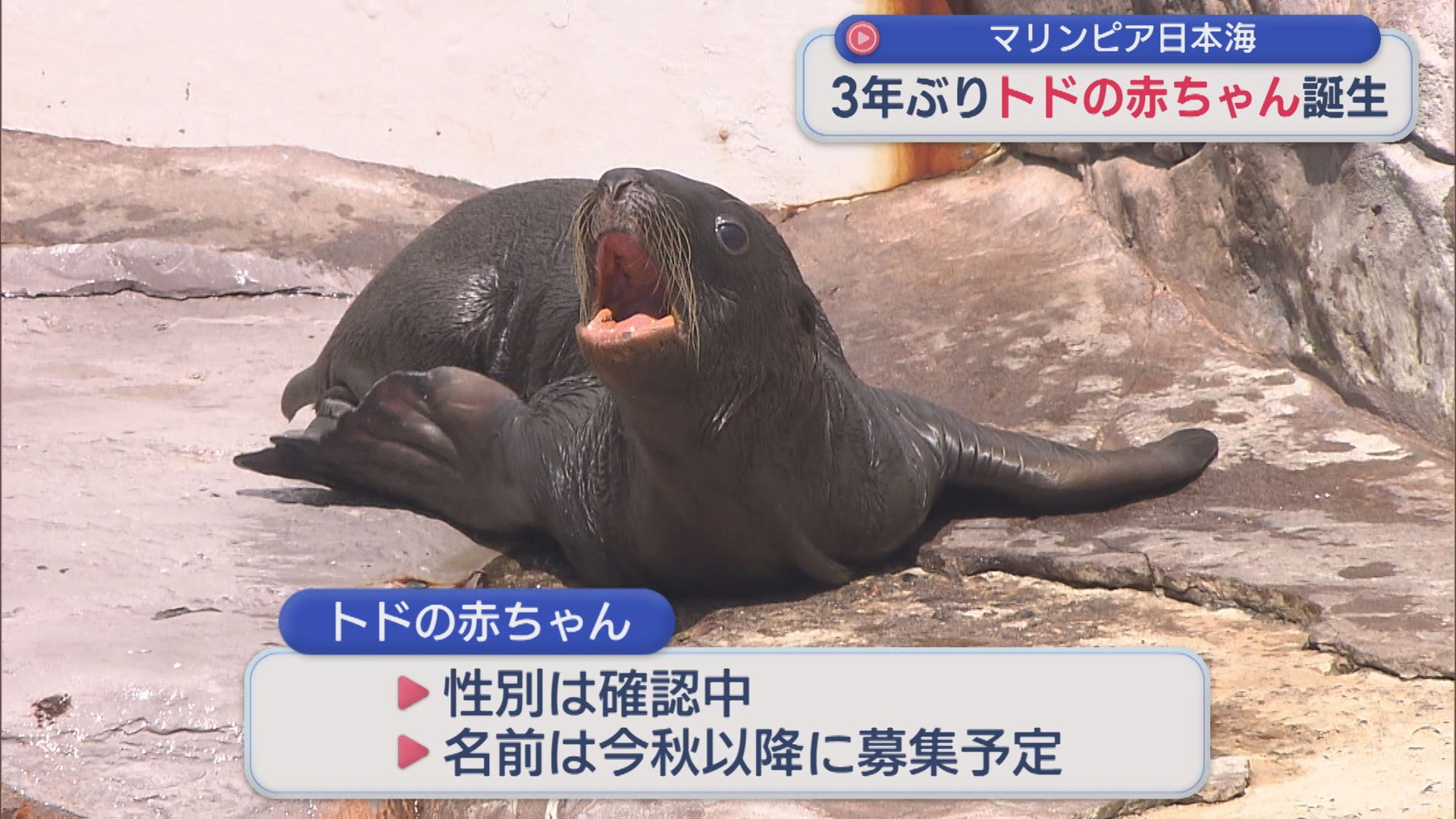 3年ぶりマリンピア日本海で「トドの赤ちゃん」誕生、今年の秋以降に名前募集予定【新潟】