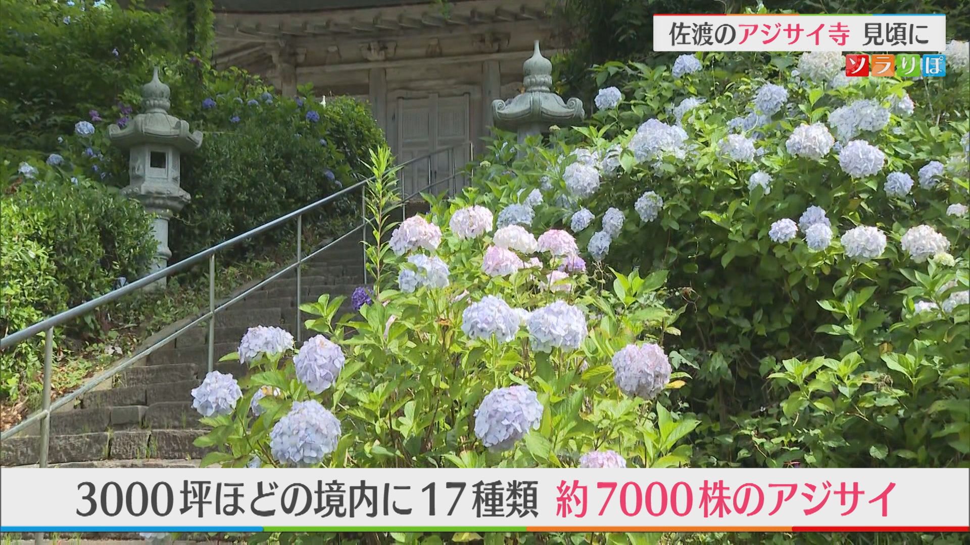 佐渡の「アジサイ寺」17種類・約7000株のアジサイが見ごろに【新潟】