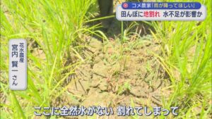 田んぼに「地割れ」水不足が影響か･･･コメ農家「雨が降ってほしい」【新潟・十日町市】 2026年07月09日(木)