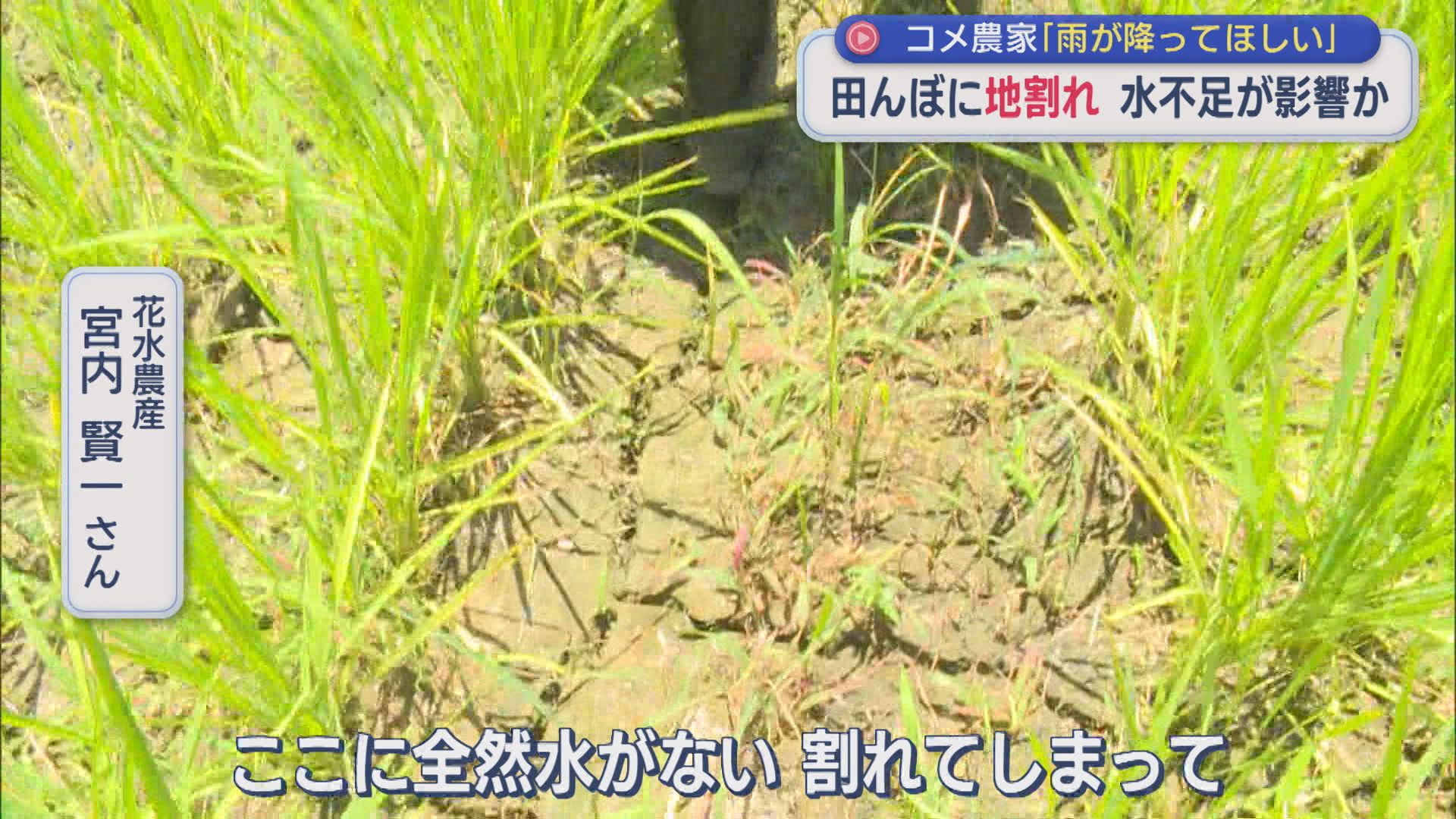 田んぼに「地割れ」水不足が影響か･･･コメ農家「雨が降ってほしい」【新潟・十日町市】