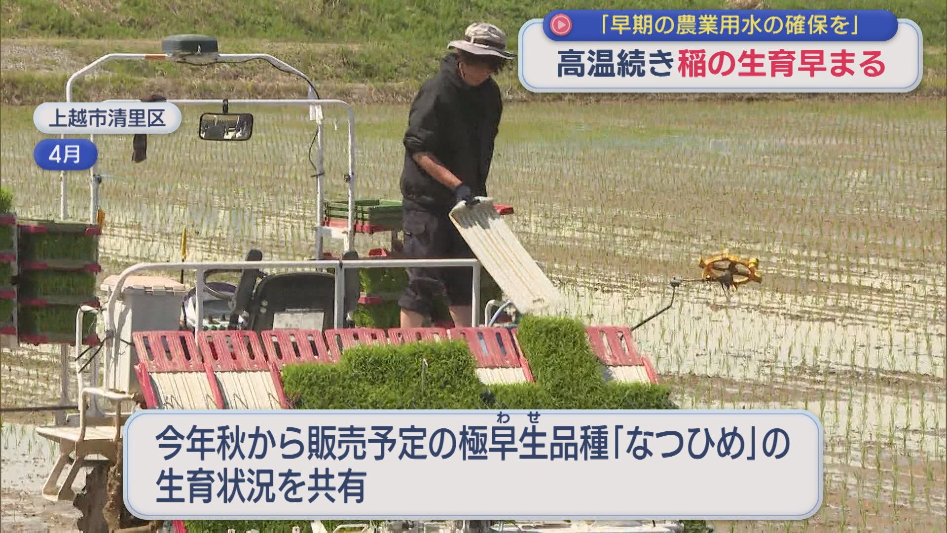 高温続き･･･稲の生育早まる「早期の農業用水の確保を」県やJAが対策会議【新潟】