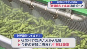 弥彦村のブランド枝豆「伊彌彦ちゃまめ」出荷ピーク【新潟】 2026年07月22日(水)