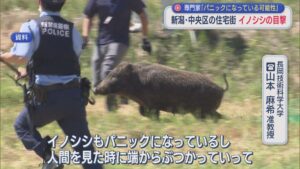 新潟市中央区の住宅街でイノシシ目撃相次ぐ、専門家「パニックになっている可能性も」【新潟】 2026年08月04日(火)