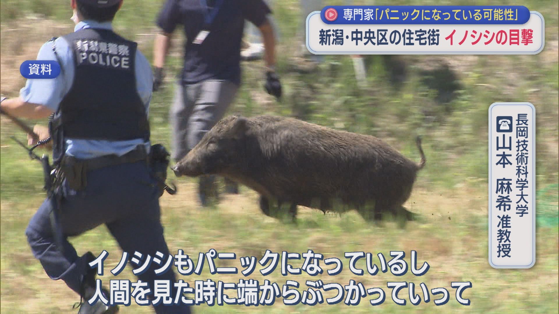 新潟市中央区の住宅街でイノシシ目撃相次ぐ、専門家「パニックになっている可能性も」【新潟】 2026年08月04日(火)