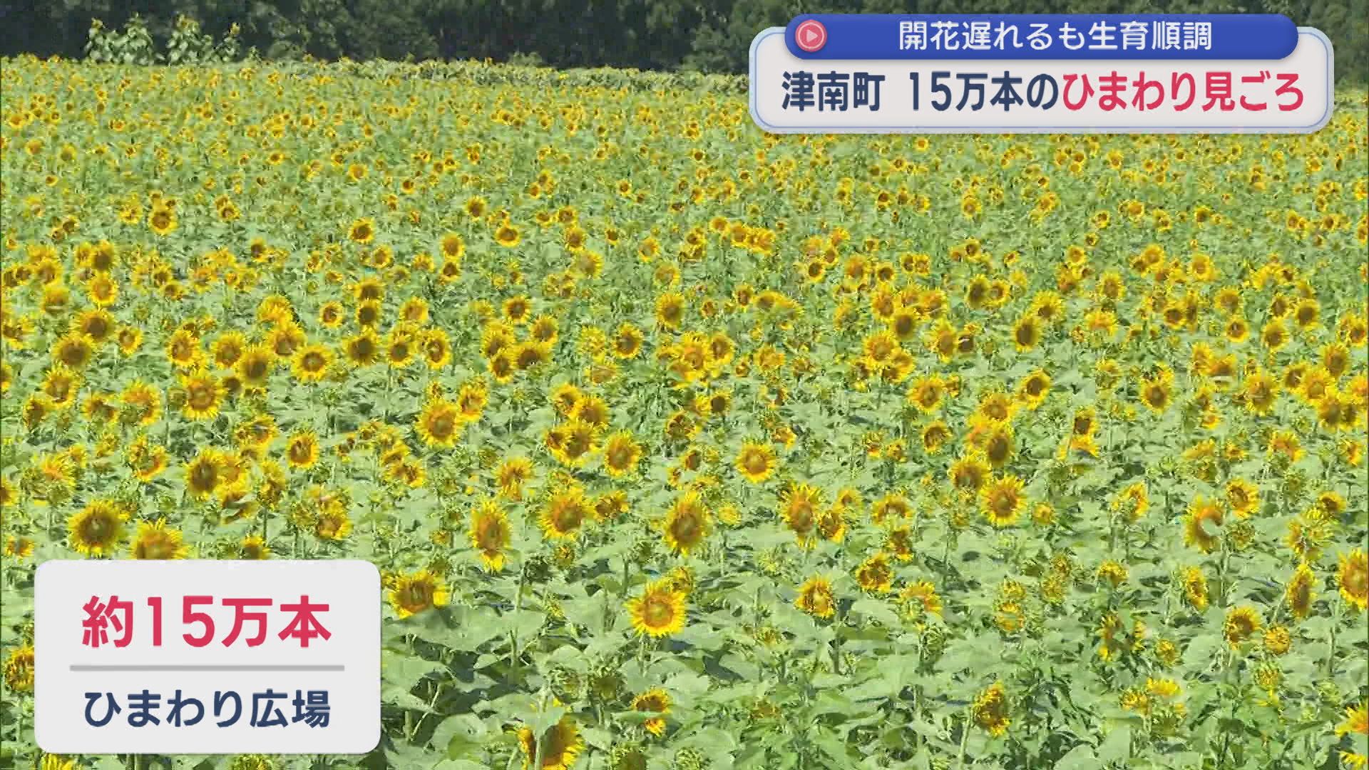 津南町で15万本のひまわりが見ごろ、県内9地点で猛暑日 熱中症の疑いで24人搬送【新潟】