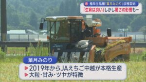 コメ極早生品種「葉月みのり」収穫はじまる 続く暑さで出来栄えは？【新潟】 2026年08月07日(金)