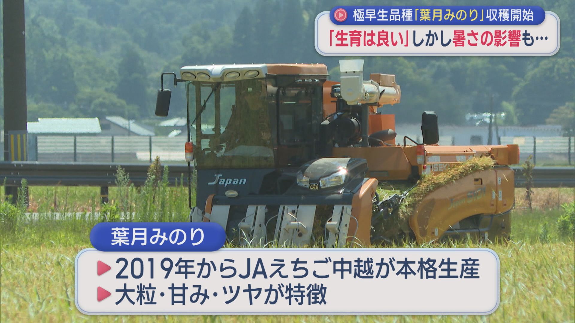 コメ極早生品種「葉月みのり」収穫はじまる 続く暑さで出来栄えは？【新潟】