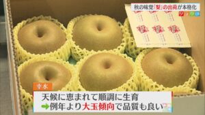 秋の味覚「梨」の出荷が本格化 例年より大玉傾向で品質も良い【新潟・加茂市】 2026年08月12日(水)