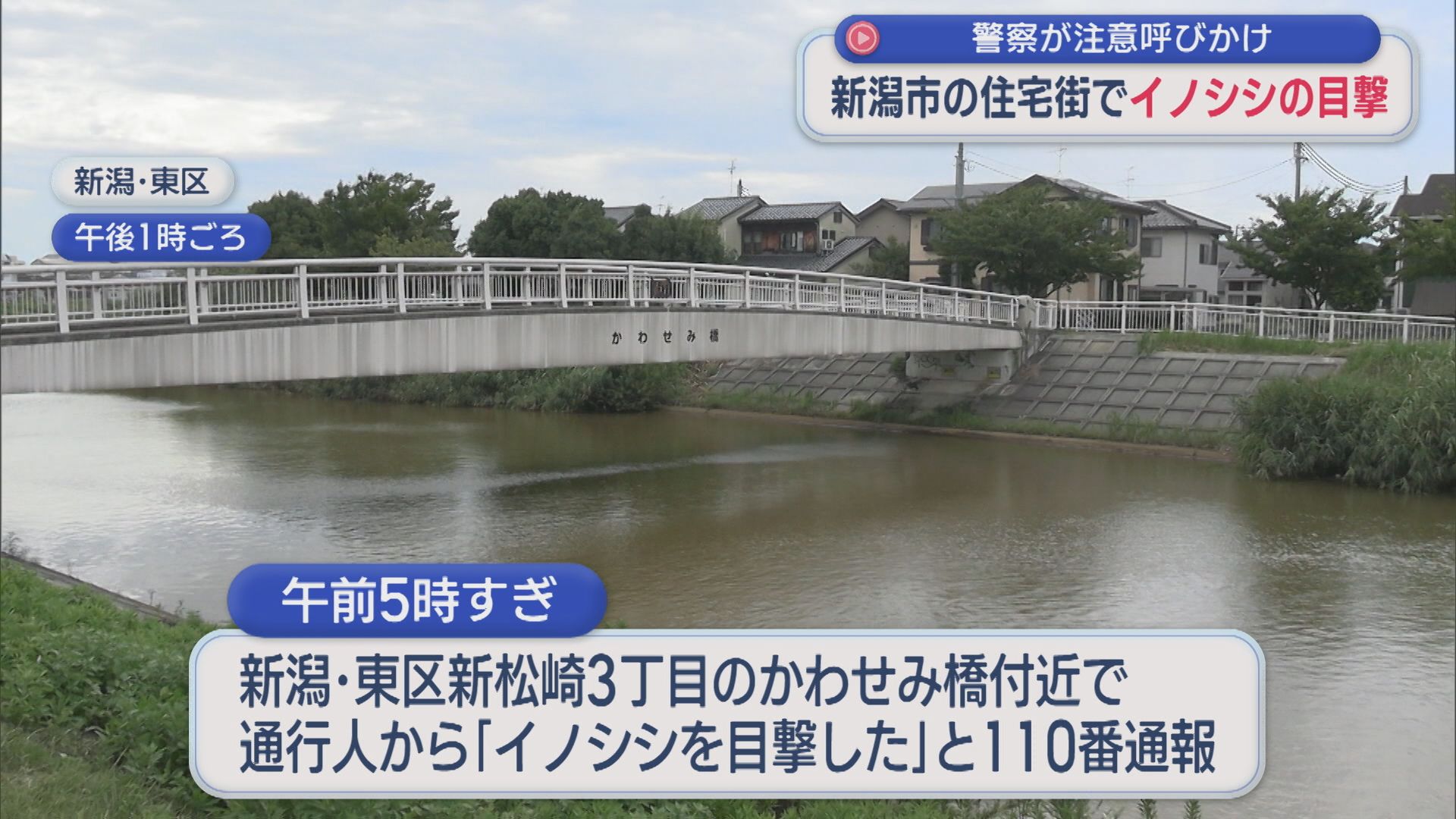 新潟市東区の住宅街でイノシシの目撃相次ぐ 警察が注意呼びかけ【新潟】 2026年08月12日(水)