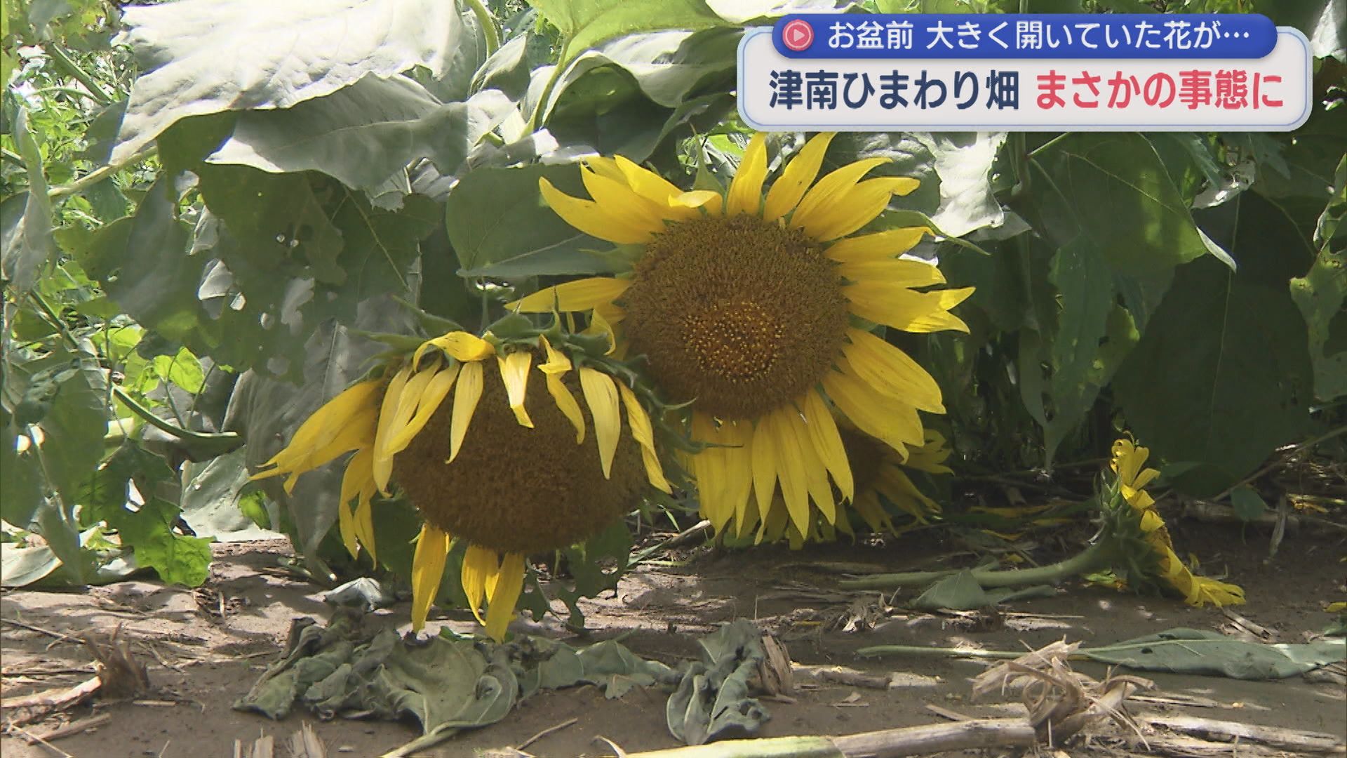 約50万本の「ひまわり」まさかの事態に･･･ゲリラ豪雨で壊滅状態に【新潟・津南町】 2026年08月13日(木)